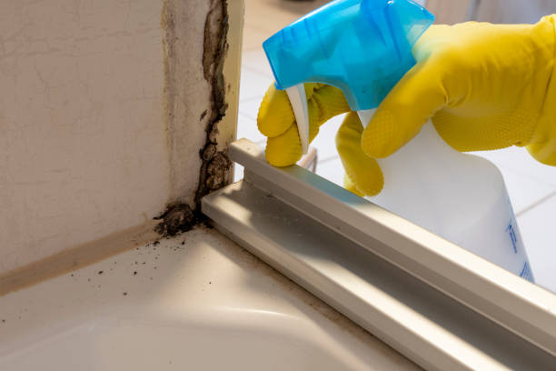 Best Basement Mold Remediation in Fair Lakes, VA