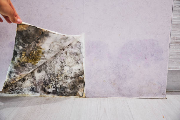 Best Residential Mold Remediation in Fair Lakes, VA